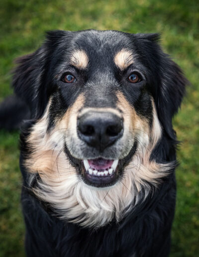 Hund sitzt auf Wiese