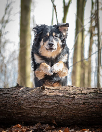 Hund springt ueber Baumstamm